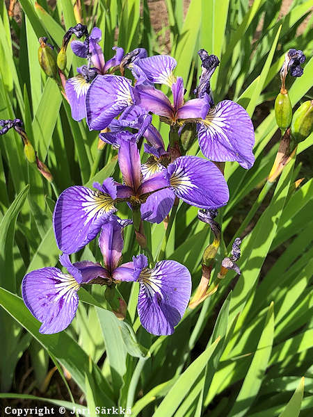 Iris setosa 